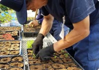 農作業のお手伝い